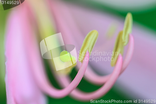 Image of close up pollen of Purple Bauhinia on white background 