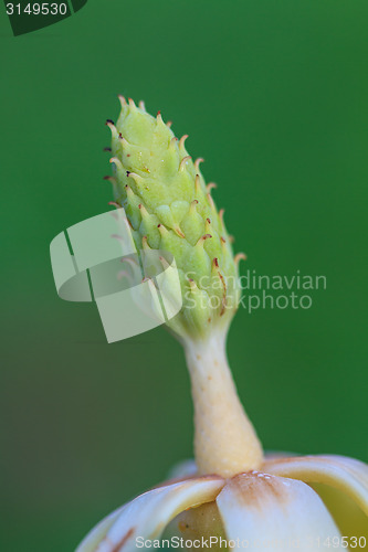 Image of  Magnolia utilis flower