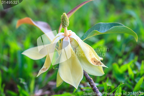 Image of  Magnolia utilis flower