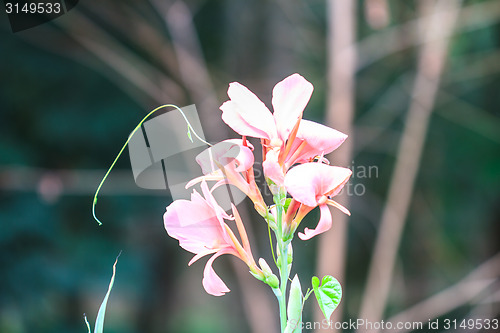 Image of  pink canna flower close up 