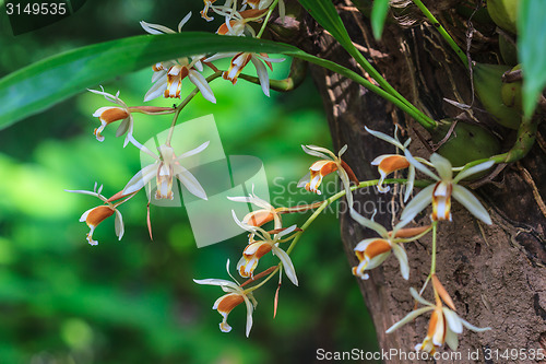 Image of Coelogyne trinervis orchids