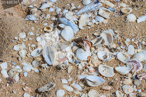 Image of variety of sea shells