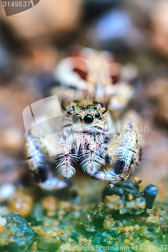 Image of spider in forest