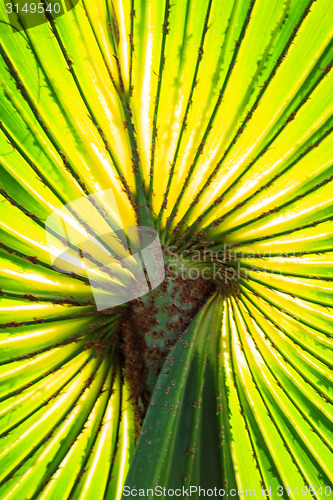 Image of Green Palm leaves