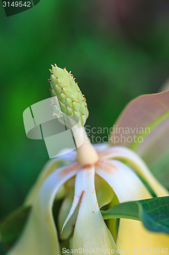 Image of  Magnolia utilis flower