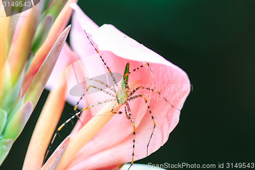 Image of  spider on canna flower close up 