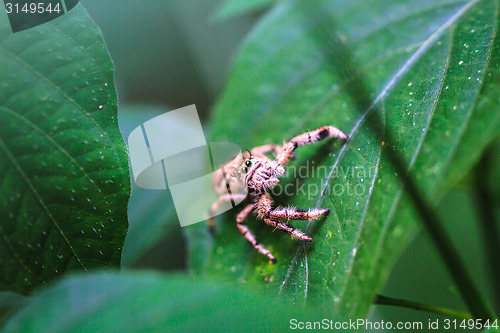 Image of spider in forest