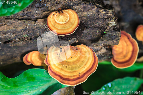 Image of mushrooms growing on a live tree