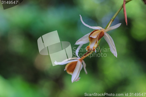 Image of Coelogyne trinervis orchids