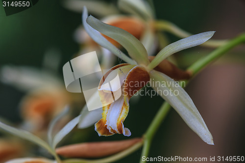 Image of Coelogyne trinervis orchids