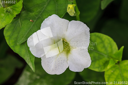 Image of beautiful wild flower in forest