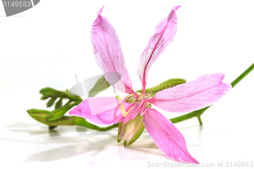 Image of Purple Bauhinia on white background 