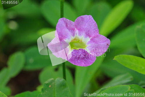 Image of beautiful wild flower in forest