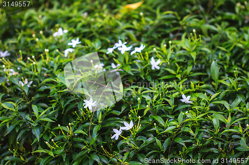 Image of White Sampaguita Jasmine or Arabian Jasmine