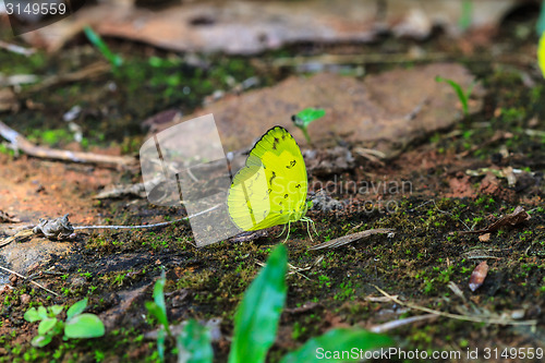 Image of Beautiful Butterfly on ground