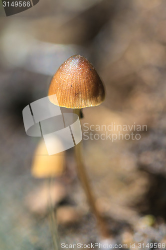 Image of mushrooms growing on a live tree