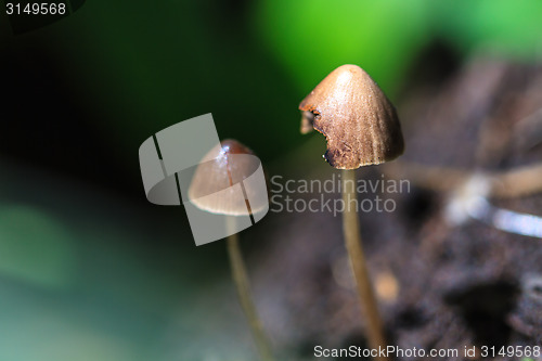 Image of mushrooms growing on a live tree