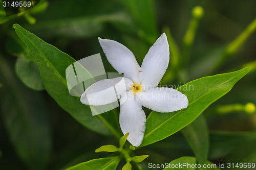 Image of White Sampaguita Jasmine or Arabian Jasmine