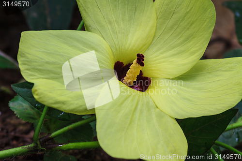 Image of Close up pollen of  flowers