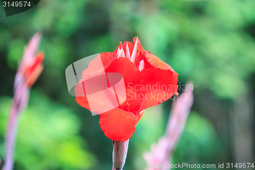 Image of  red canna flower close up 