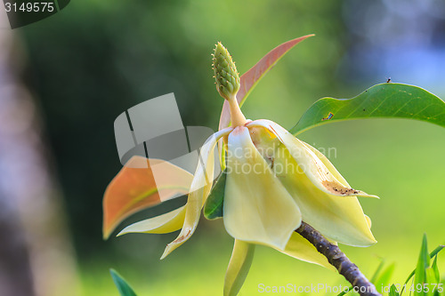 Image of  Magnolia utilis flower