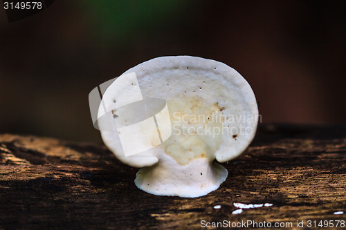 Image of mushrooms growing on a live tree