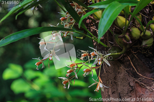 Image of Coelogyne trinervis orchids