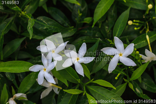 Image of White Sampaguita Jasmine or Arabian Jasmine