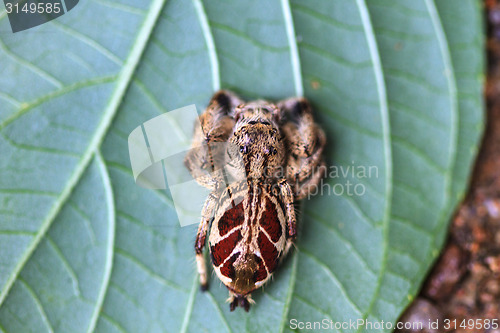 Image of spider in forest