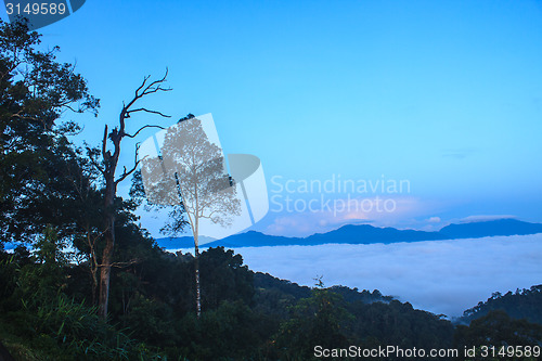 Image of sea of fog with forests as foreground