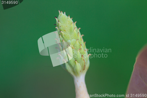 Image of  Magnolia utilis flower