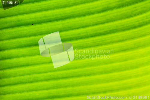 Image of abstract background  of banana leaf texture blur