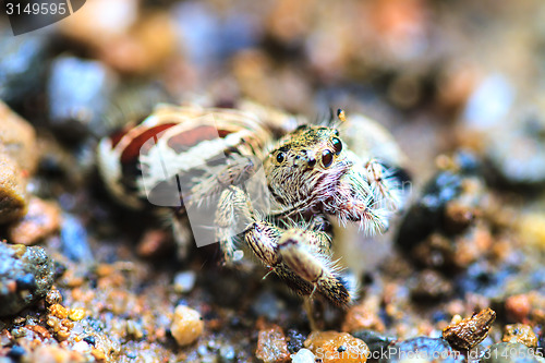 Image of spider in forest