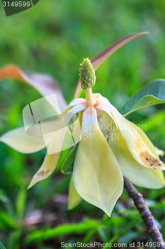 Image of  Magnolia utilis flower