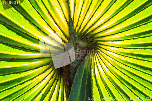Image of Green Palm leaves
