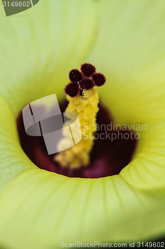 Image of Close up pollen of  flowers