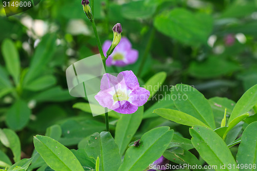 Image of beautiful wild flower in forest