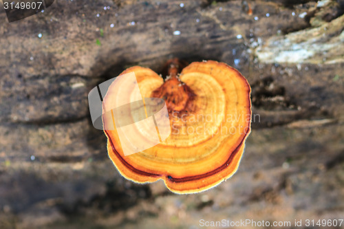 Image of mushrooms growing on a live tree