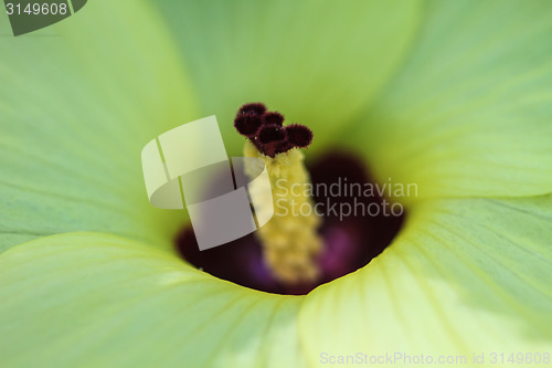 Image of Close up pollen of  flowers