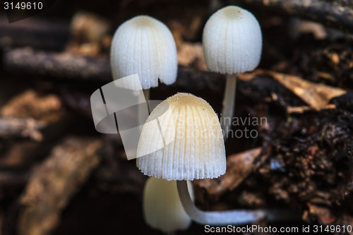 Image of mushrooms growing on a live tree