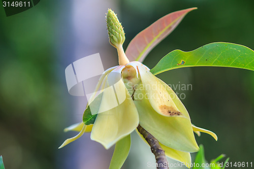 Image of  Magnolia utilis flower