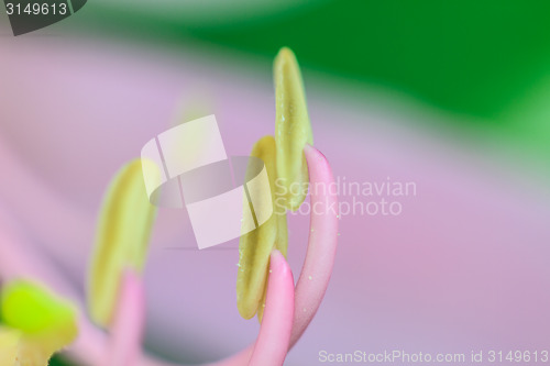 Image of close up pollen of Purple Bauhinia on white background 