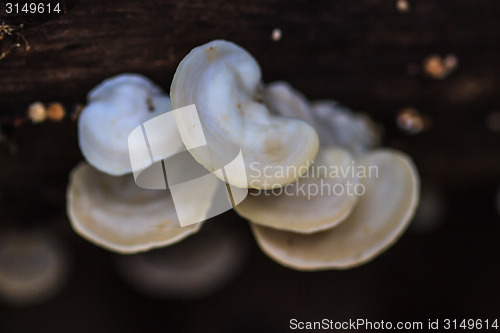 Image of mushrooms growing on a live tree