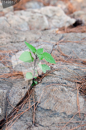 Image of young green sprout