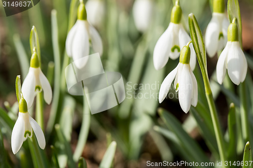 Image of Snowdrop bloom in springtime