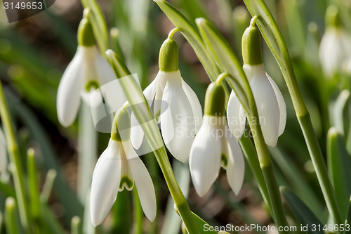 Image of Snowdrop bloom in springtime