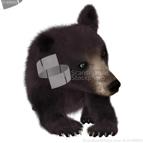 Image of Little Black Bear