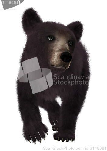 Image of Little Black Bear