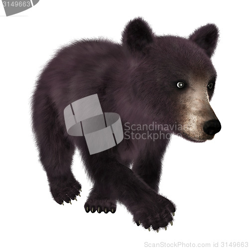 Image of Little Black Bear