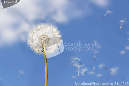 Image of dandelion flying pollen